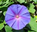 Link to Flowers page