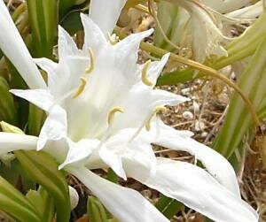 Pure white Sea Daffodil