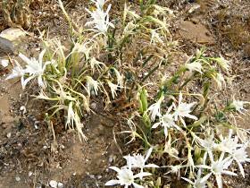 Sea Daffodils