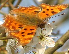 Comma butterfly on blossom