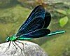 Damselfly