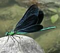 Link to Insects page