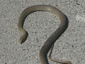 \dice Snake