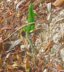 Green Lizard