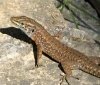 Common Lizard