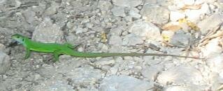 Green Lizard
