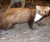 Stone Marten