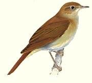 Photograph of Nightingale