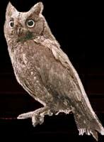 Scops Owl