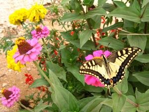 Swallowtail butterfly