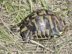 Tortoise at speed !