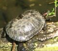 Link to other wildlife page