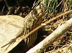 Terrapin