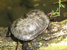 Red-Eared Terrapin