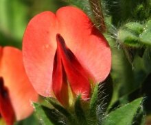 Wild pea